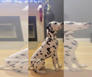 Main photo of Dalmatian Dog Breeder near NEW MILFORD, CT, USA