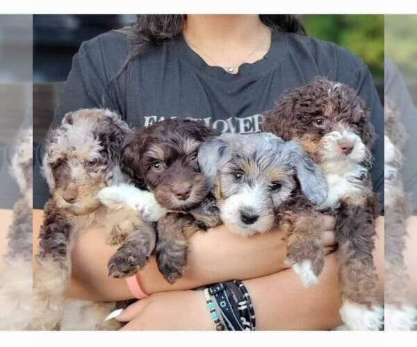 Medium Photo #1  Breeder Profile in CLEVELAND, GA, USA