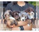 Small breeder photo