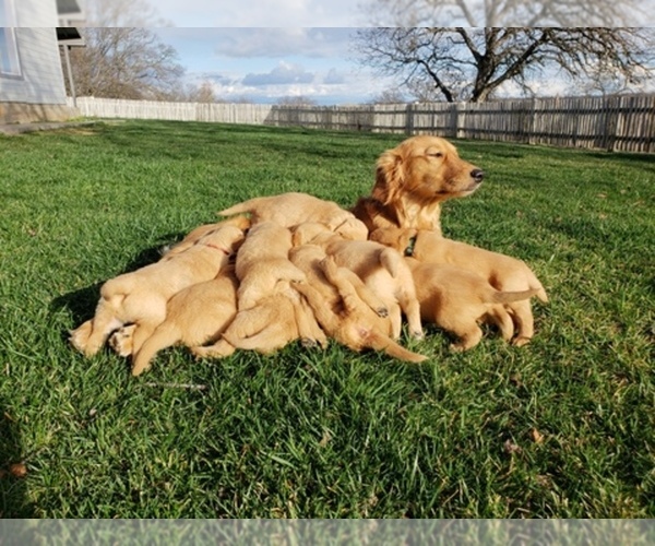 Medium Photo #1  Breeder Profile in CORNING, CA, USA