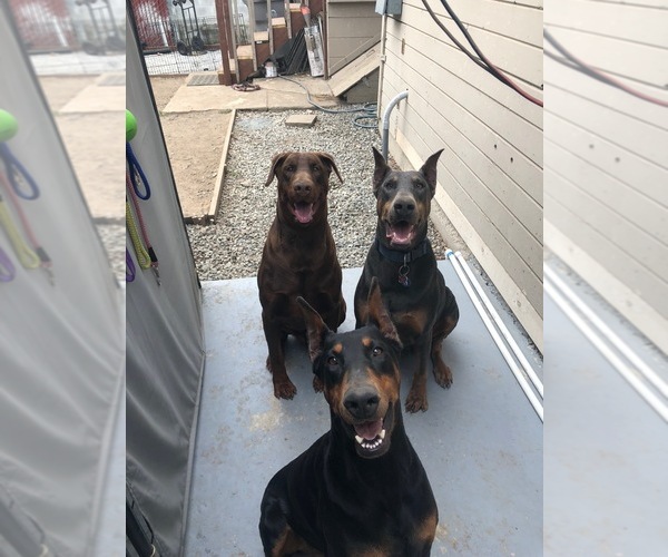 Medium Photo #1  Breeder Profile in SAN JOSE, CA, USA