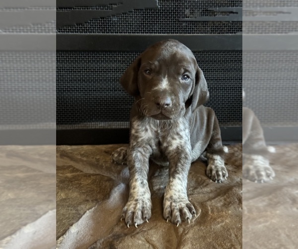 Medium Photo #8  Breeder Profile in BOONVILLE, IN, USA