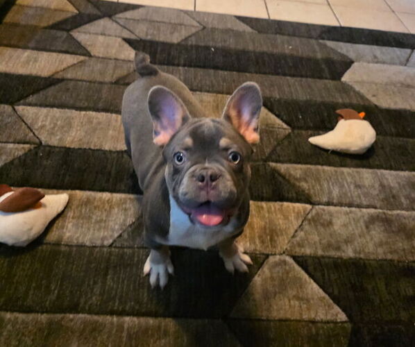 Medium Photo #1  Breeder Profile in FONTANA, CA, USA