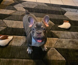 French Bulldog Dog Breeder near FONTANA, CA, USA