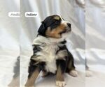 Small Photo #1  Breeder Profile in MIDDLETOWN, IN, USA