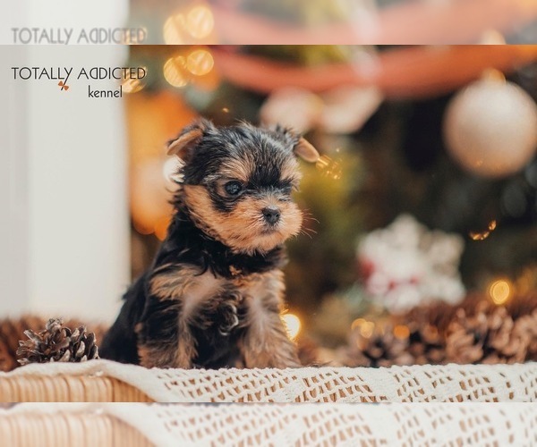 Medium Photo #6  Breeder Profile in SCHAUMBURG, IL, USA