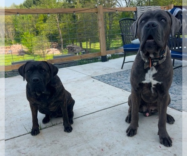 Medium Photo #1  Breeder Profile in WESTFIELD, MA, USA