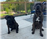 Small breeder photo
