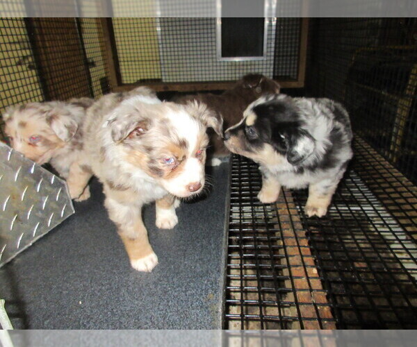 Medium Photo #1  Breeder Profile in AUBURN, IN, USA