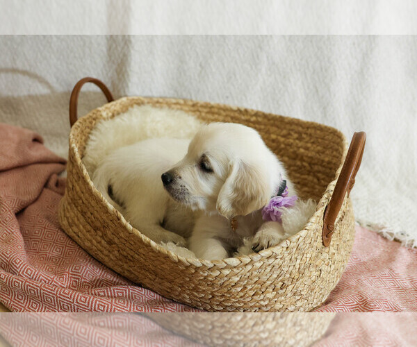 Medium Photo #35  Breeder Profile in MALDEN, MA, USA