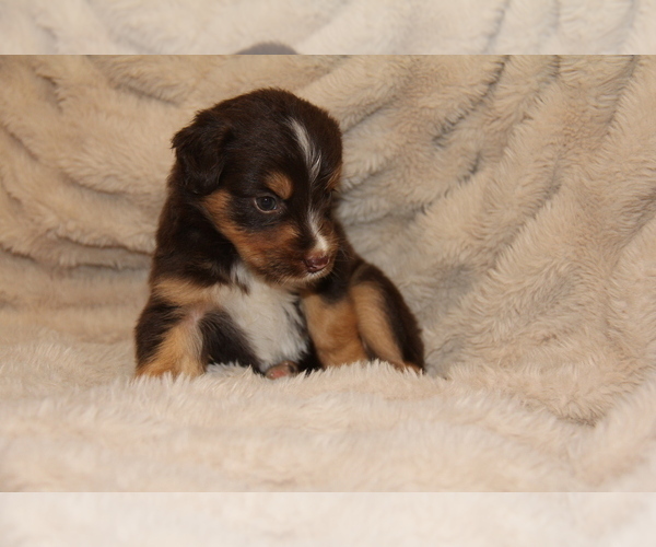 Medium Photo #5  Breeder Profile in STEWART, MS, USA