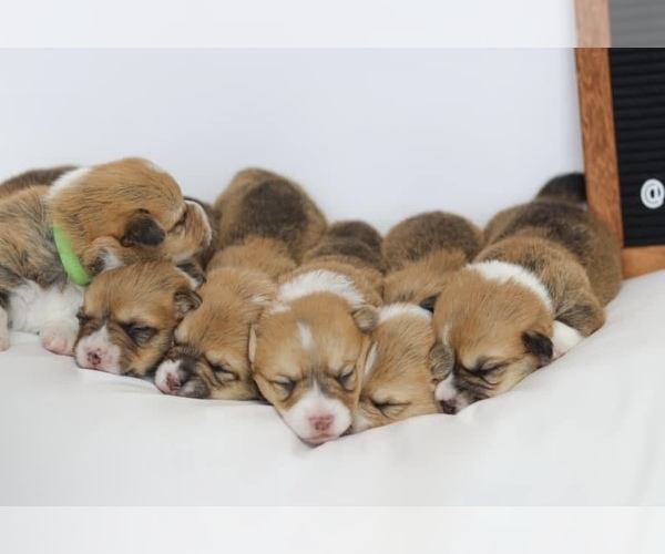 Medium Photo #1  Breeder Profile in HERRIMAN, UT, USA
