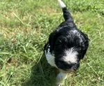 Small #9 Breeder Profile image