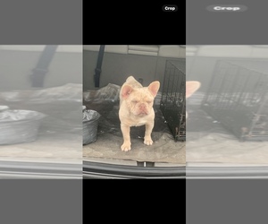 French Bulldog Dog Breeder near MODESTO, CA, USA
