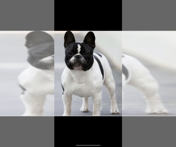 Medium Photo #1  Breeder Profile in CLEMENTON, NJ, USA