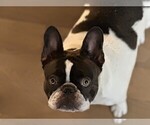 Small breeder photo