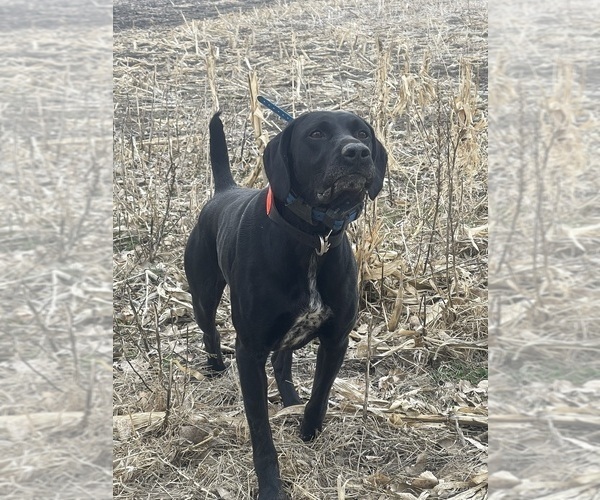 Medium Photo #27  Breeder Profile in LEXINGTON, SC, USA