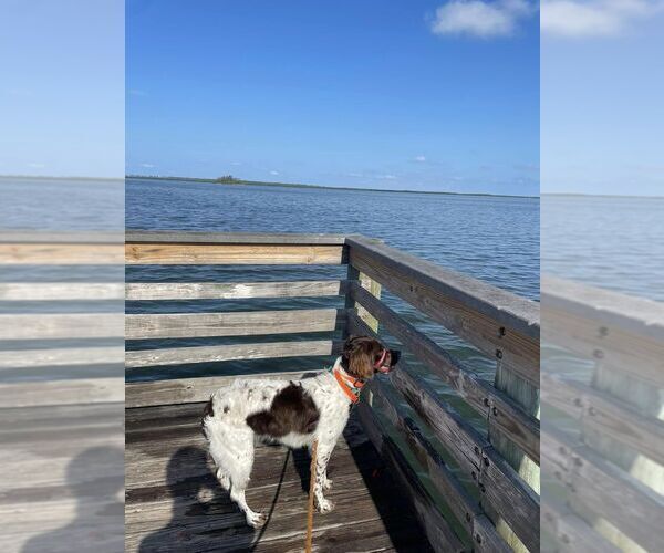 Medium Photo #132  Breeder Profile in HORTENSE, GA, USA