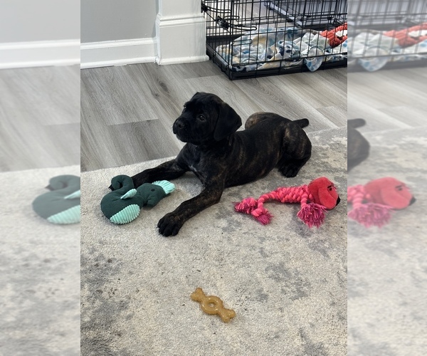 Medium Photo #1  Breeder Profile in KENNESAW, GA, USA