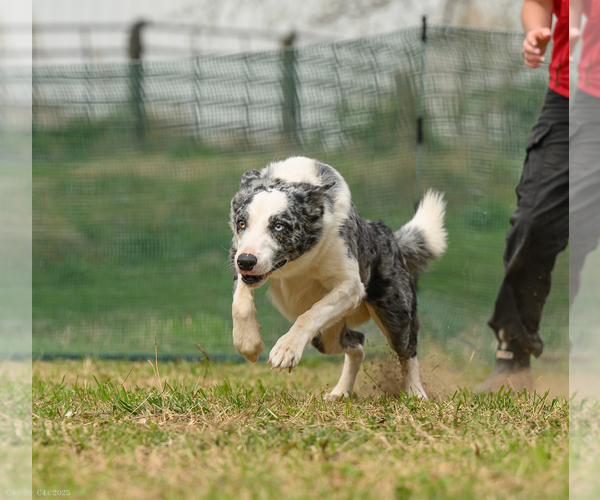 Medium Photo #4  Breeder Profile in HUNTERSVILLE, NC, USA