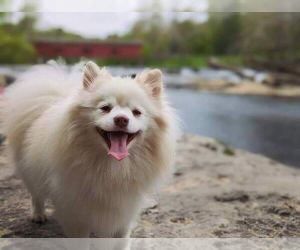 Medium Photo #59  Breeder Profile in BURNS TOWNSHIP, MN, USA