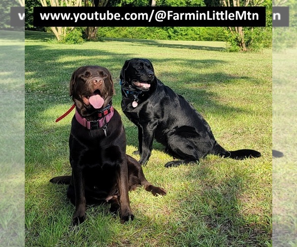 Medium Photo #1  Breeder Profile in LITTLE MOUNTAIN, SC, USA