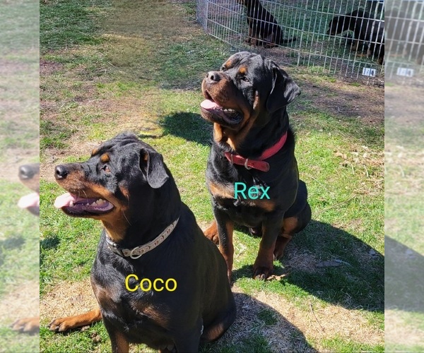 Medium Photo #1  Breeder Profile in GENEVA, NY, USA