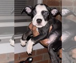 Small breeder photo