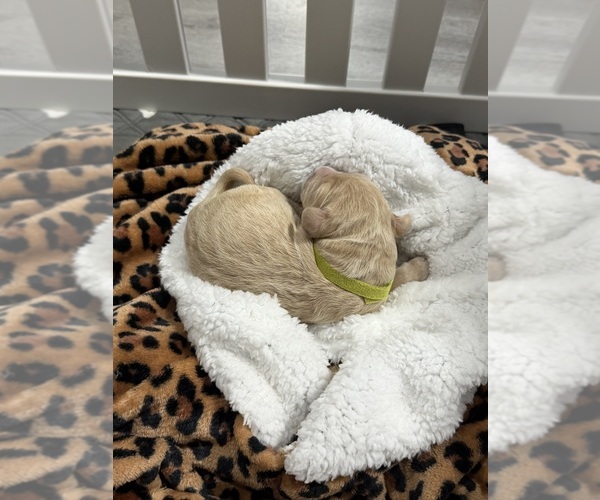 Medium Photo #6  Breeder Profile in NORTH AUGUSTA, SC, USA