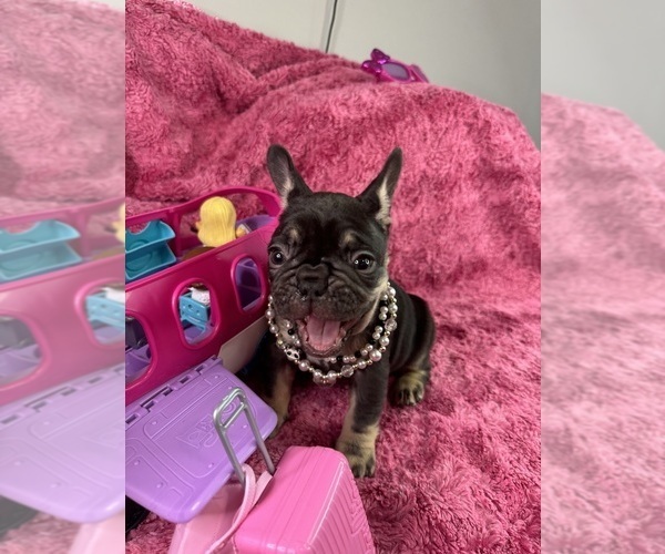 Medium Photo #28  Breeder Profile in JEFFERSONVILLE, IN, USA