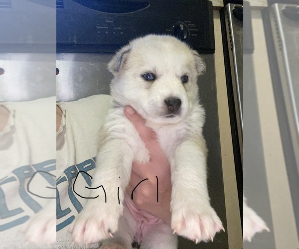 Medium Photo #1  Breeder Profile in PARMA, ID, USA