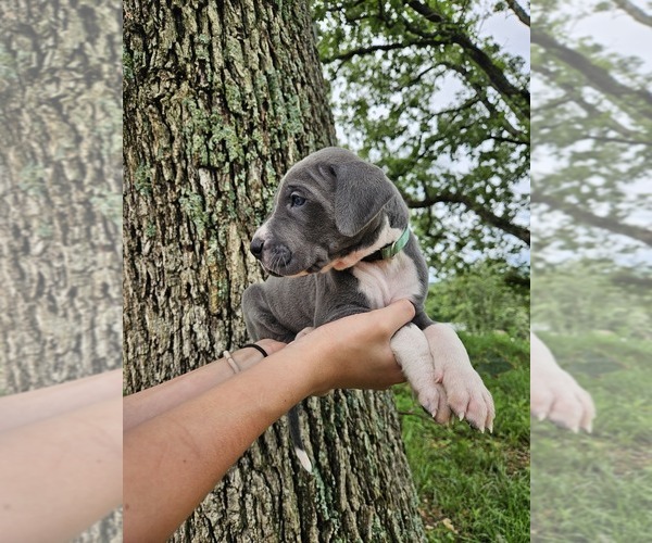 Medium Photo #5  Breeder Profile in WALNUT GROVE, MO, USA
