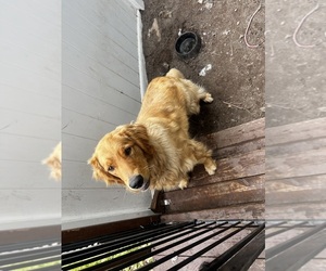 Golden Retriever Dog Breeder near VERNON, NJ, USA