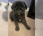 Small #38 Breeder Profile image