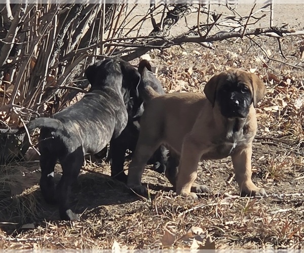 Medium Photo #9  Breeder Profile in KERSEY, CO, USA