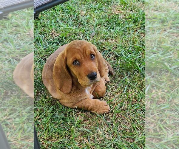 Medium Photo #1  Breeder Profile in MT STERLING, KY, USA