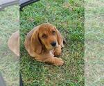 Small breeder photo