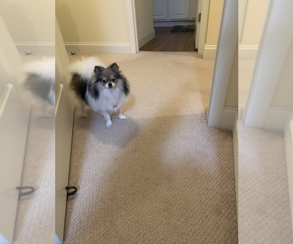 Medium Photo #1  Breeder Profile in SOUTH BURLINGTON, VT, USA