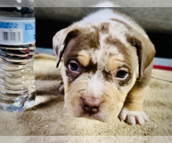 Medium Photo #21  Breeder Profile in GROVE CITY, MN, USA