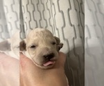 Small #1 Breeder Profile image