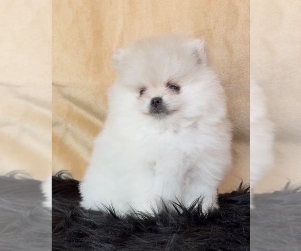Medium Photo #37  Breeder Profile in KENNESAW, GA, USA