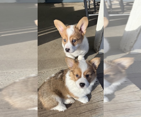 Medium Photo #8  Breeder Profile in GRAND RAPIDS, MI, USA