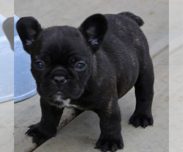 Medium Photo #1  Breeder Profile in HEMET, CA, USA