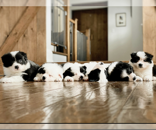 Medium Photo #7  Breeder Profile in BRYANTOWN, MD, USA