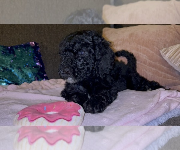 Medium Photo #6  Breeder Profile in RANDALLSTOWN, MD, USA