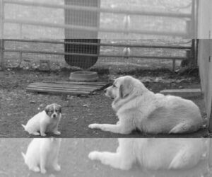 Great Pyrenees Dog Breeder near CROCKER, MO, USA