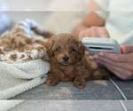 Small #6 Breeder Profile image