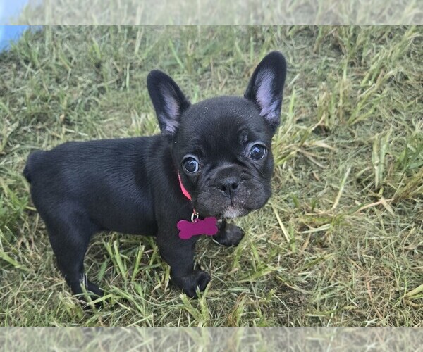 Medium Photo #4  Breeder Profile in COLUMBUS, GA, USA