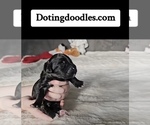 Small #9 Breeder Profile image