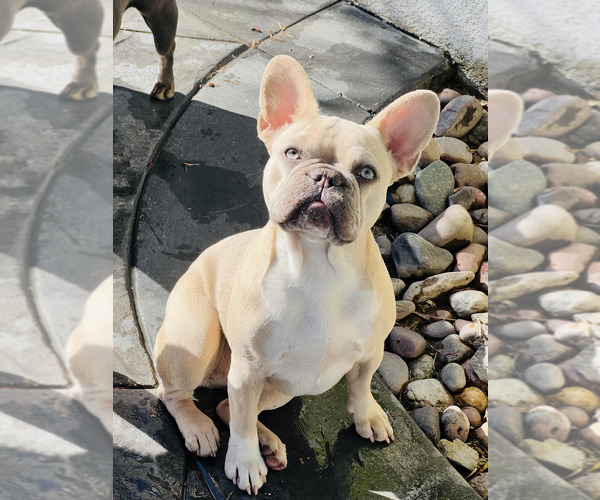 Medium Photo #1  Breeder Profile in RIVERSIDE, CA, USA